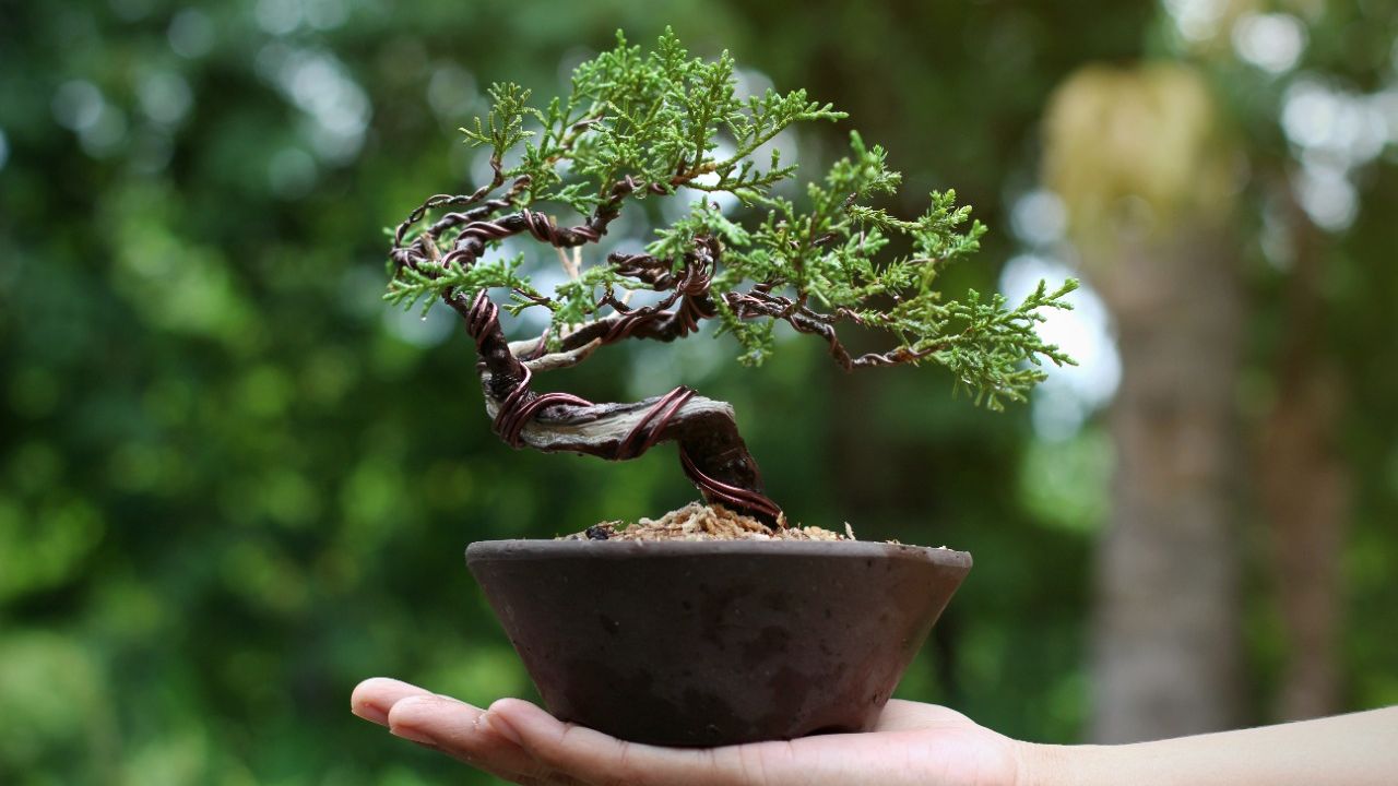 bonsai